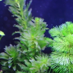 植栽から1日目　アナカリス